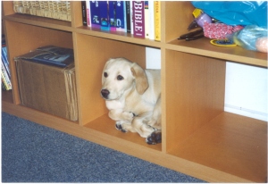 Holly  bookcase